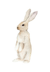 The rabbit is standing on its hind legs. Handpainted watercolor illustration isolated on a white background.