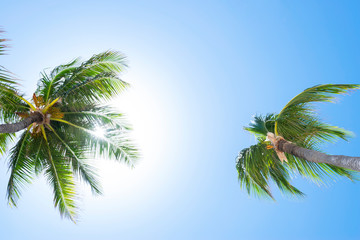 Fototapeta premium Palm tree over blue sky background concept. Beautiful palm tree leaves with blue sky. Tropical concept