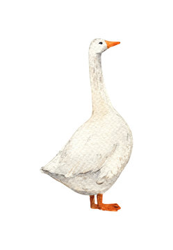 White goose. Handpainted watercolor illustration isolated on a white background.