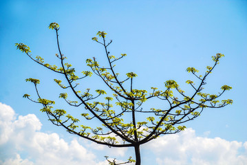 tree on blue sky