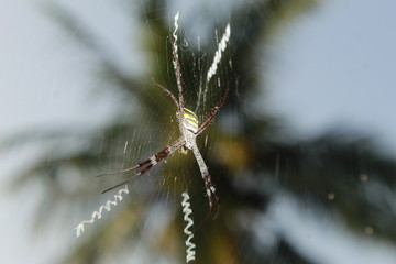 Spider on web