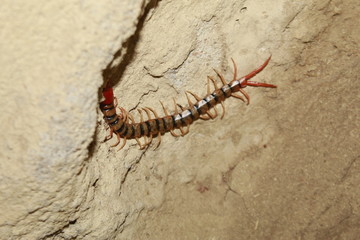 Lithobius forficatus, most commonly known as the brown centipede or stone centipede