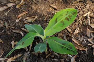 Green  banana field in India