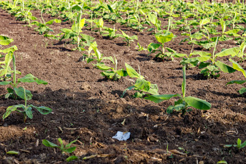 Green  banana field in India