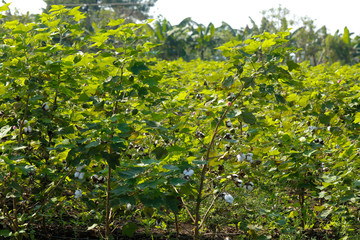 Fototapeta na wymiar Green cotton fields in India