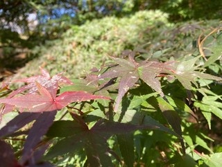 紅葉しかけ緑