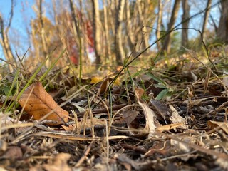 枯れ葉並木茶色