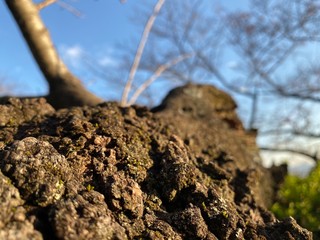 木表面デコボコ