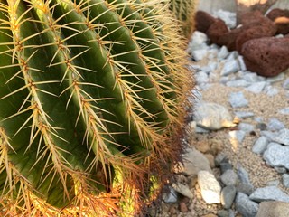 サボテン緑砂利