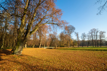 Trees in the park on a sunny autumn day.