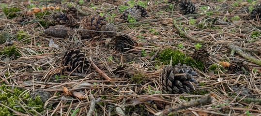 several pine cones liing on the grass
