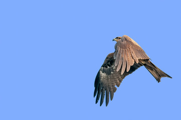 Black kite showing its wings during flight
