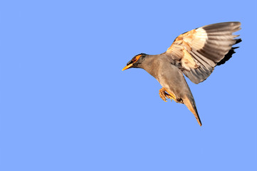 Bank myna in flight preparing for a land