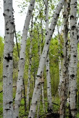 Birch Trees