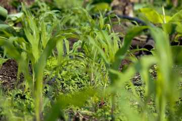 Green  banana field in India