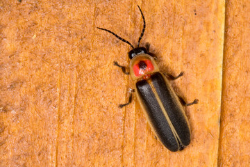 Photinus pyralis, Big Dipper Firefly
