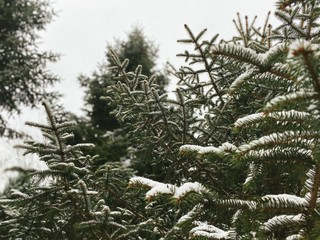 snow covered branches