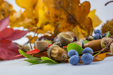Colorful autumn composition with fall elements with white background