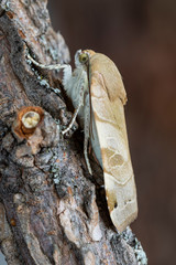 The owl moth, Noctua fimbriata, rests on the tree branch. Leon, Spain