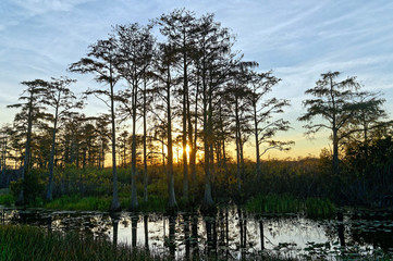 bird perched in a tree at sunset in the Florida Swamp