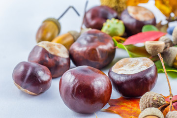 Colorful autumn composition with fall elements with white background