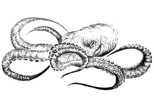 Octopus ink drawing
