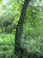 path in the forest