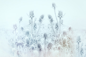 Hoarfrost on thistle - burdock, morning fog and frost in the meadow