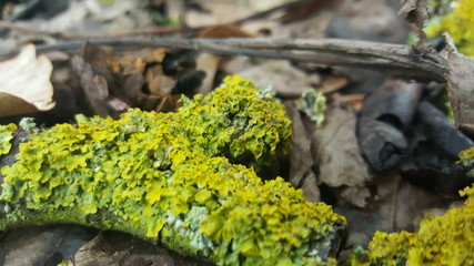 lichen on a peace of wood