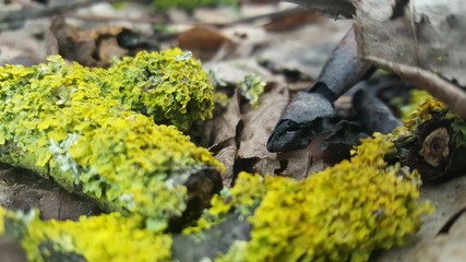 lichen on a tree