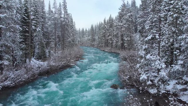 AERIAL: Spectacular view of whitewater rapids in the middle of a snowy coniferous forest in the freezing wilderness of California. Flying over the emerald colored water rushing through the woods.