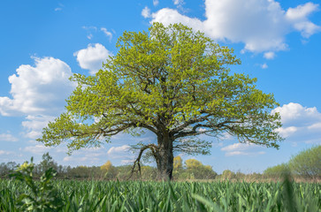 Spring meadow with big oak tree with fresh green leaves