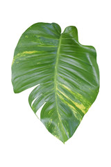 monstera leaves isolated on white background. Object with clipping path