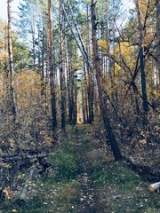 Buzuluk autumn forest