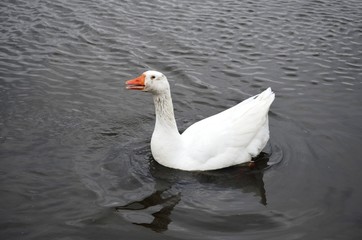 Goose on the water