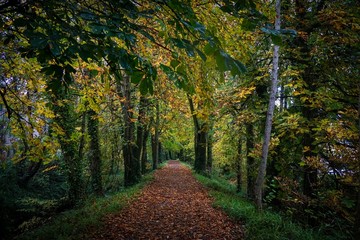 Naklejka premium Autumn walk