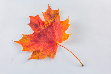 Colorful autumn maple leaf with white background