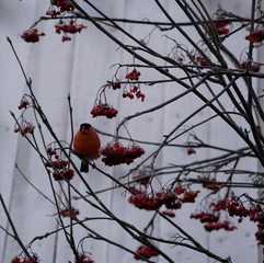 a beautiful bullfinch on a cloudy winter morning sits on a branch of a Rowan tree and eats red...