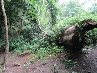 Naklejka na ściany i meble Fallen Tree in the Park