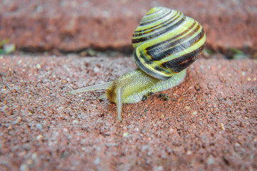snail on road