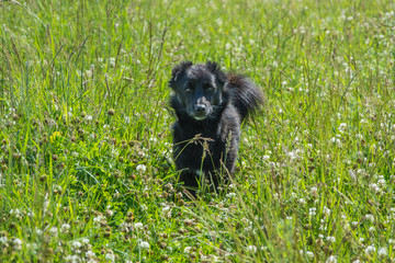 Little black dog on the grass