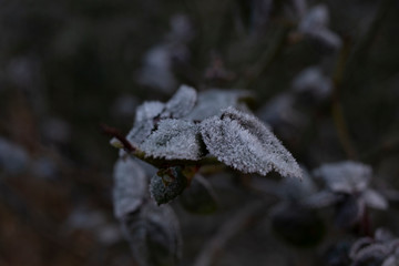 Frozen leaves in Sighthill, Edinburgh, Scotland