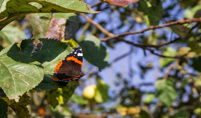 Monarch butterfly on a leaf