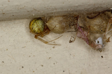 Feamle Theridion Spider guarding egg sacs