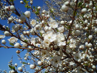 blooming tree 
