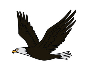Detailed Flying Eagle Illustration Vector