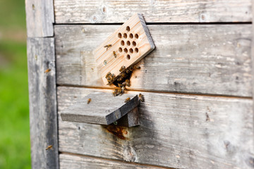 kleiner Eingang eines Bienenstocks mit vielen ausfliegenden Honigbienen