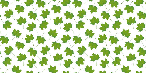Seamless pattern of green leaves of maple on a white background. Vector.