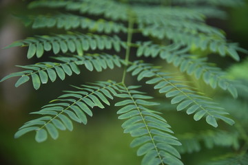 Obraz premium The Subtle part of Myself