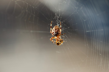 Spinne auf ihrem Netz mit Beute in der Sonne